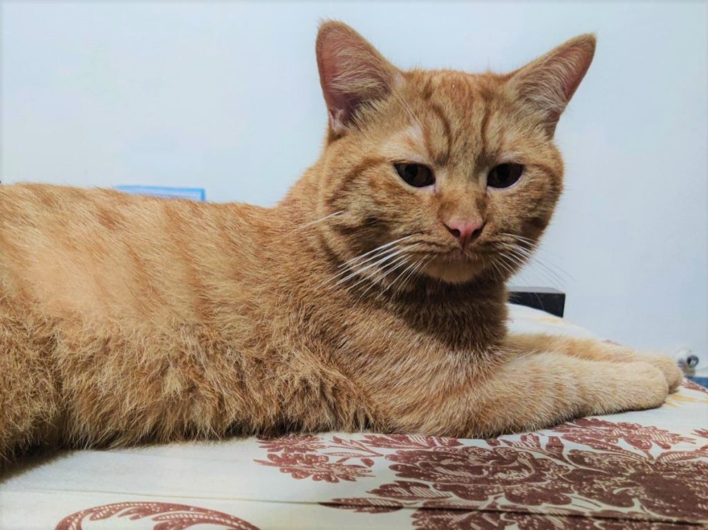 ginger male cat seeing towards the owner