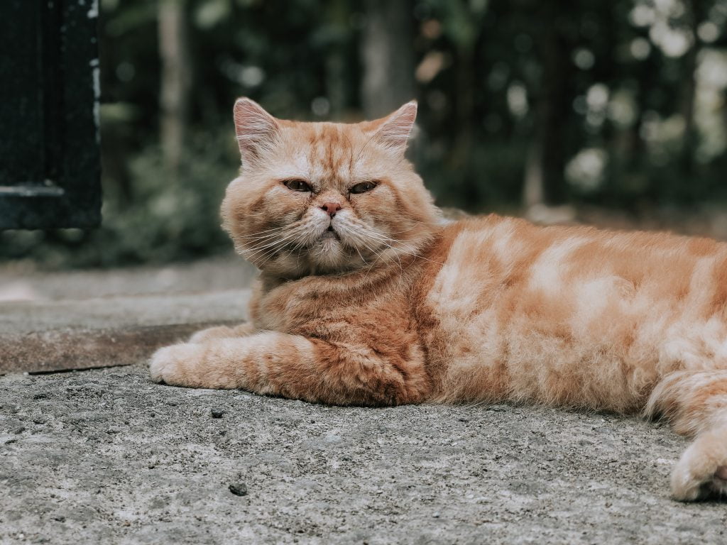 brown male cat has sit on the ground