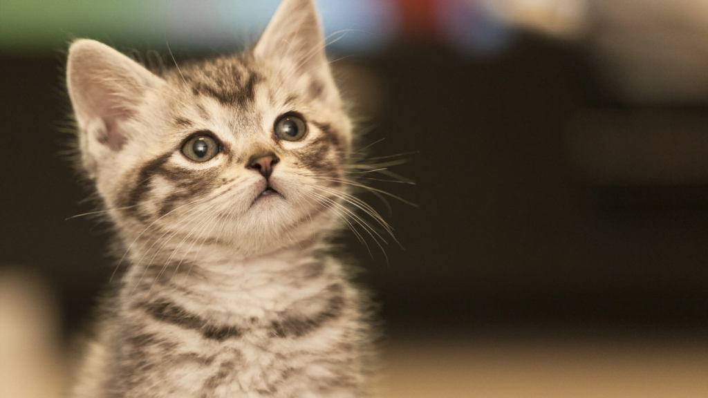 Brown-skin cat seeing upwards