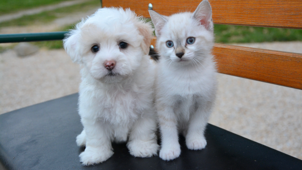 white cat and white dog has sit on the bench